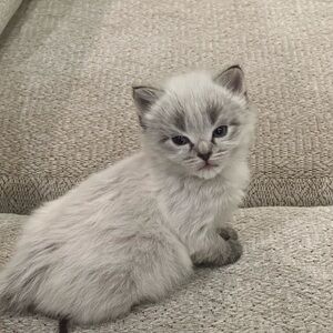 Meet your Posher, Crystal